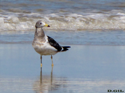 GAVIOTA CANGREJERA (Larus atlanticus) - Playa La Coronilla-ROCHA (Abril 2009)